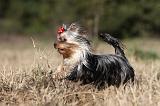 YORKSHIRE TERRIER 252